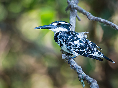 Pied Kingfisher