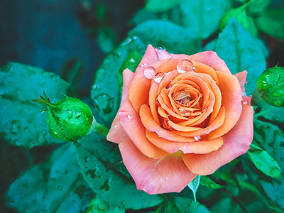 Jewelled Rose